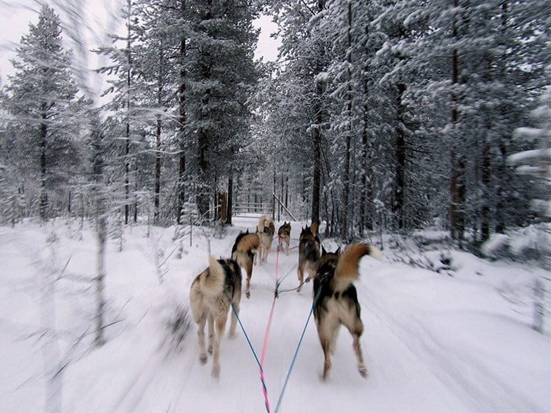 actividades-laponia-finlandesa