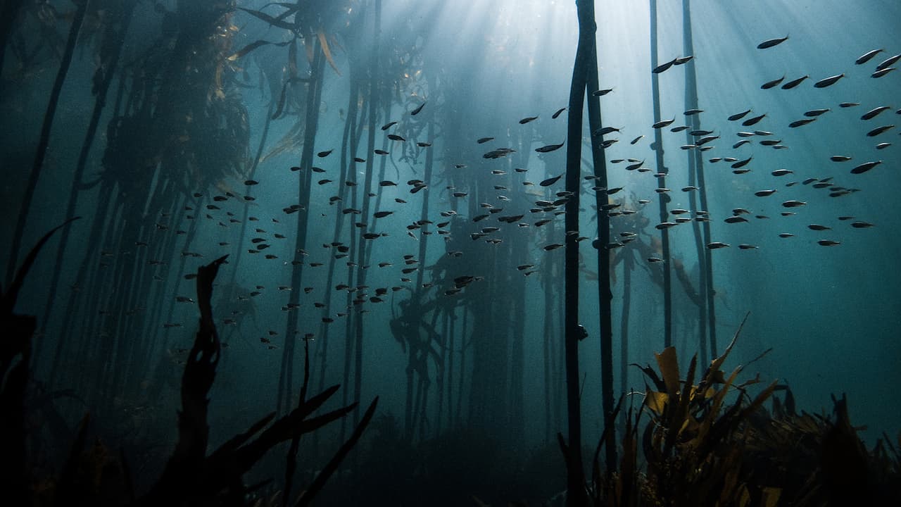 bucear en kelp forest ciudad del cabo