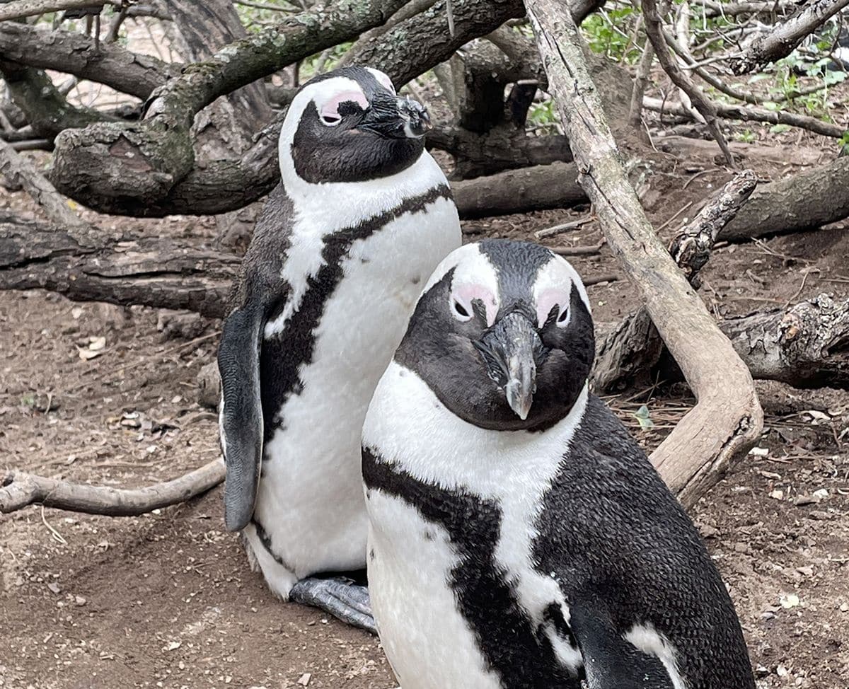 pinguinos boulders ciudad del cabo