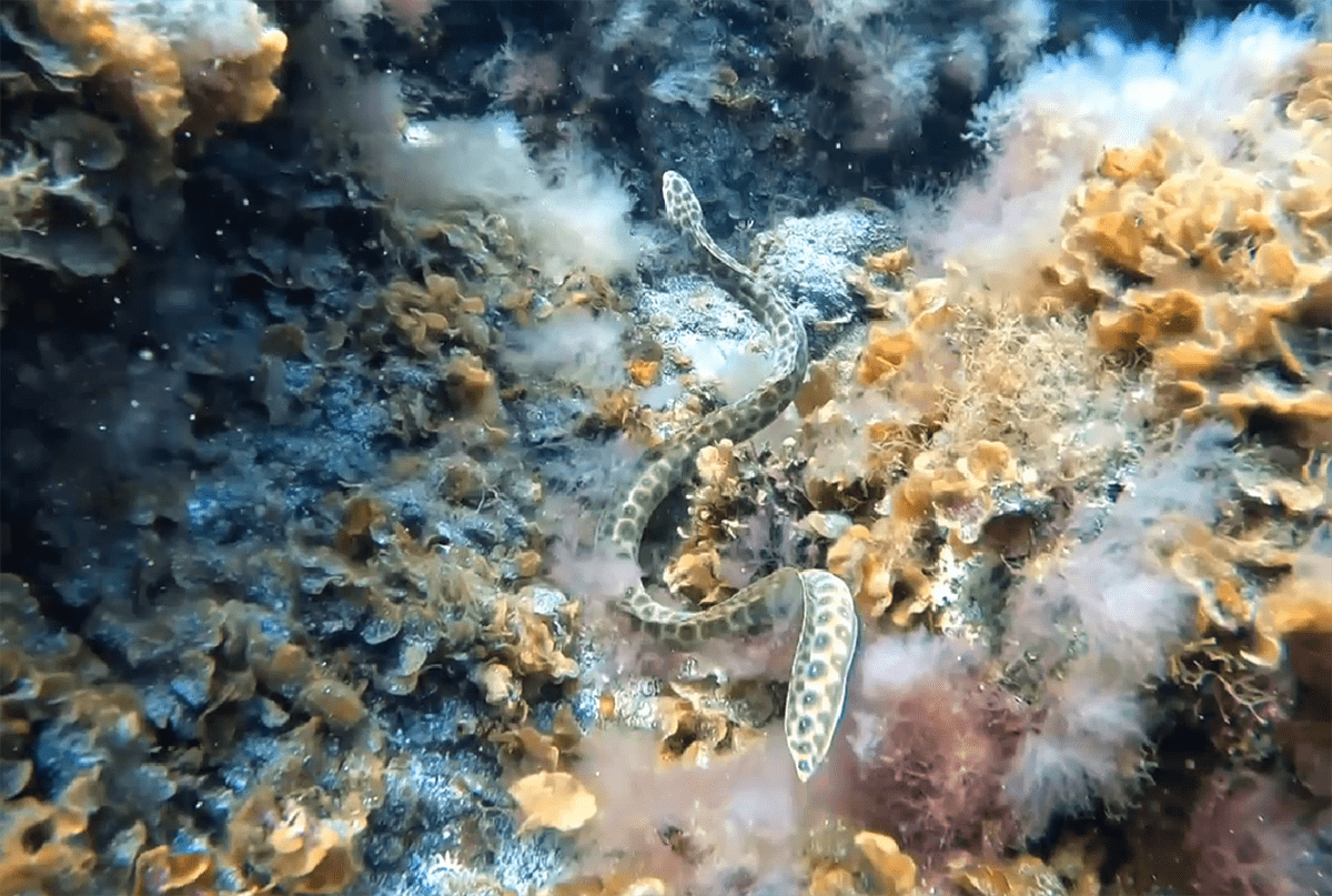 buceo el hierro