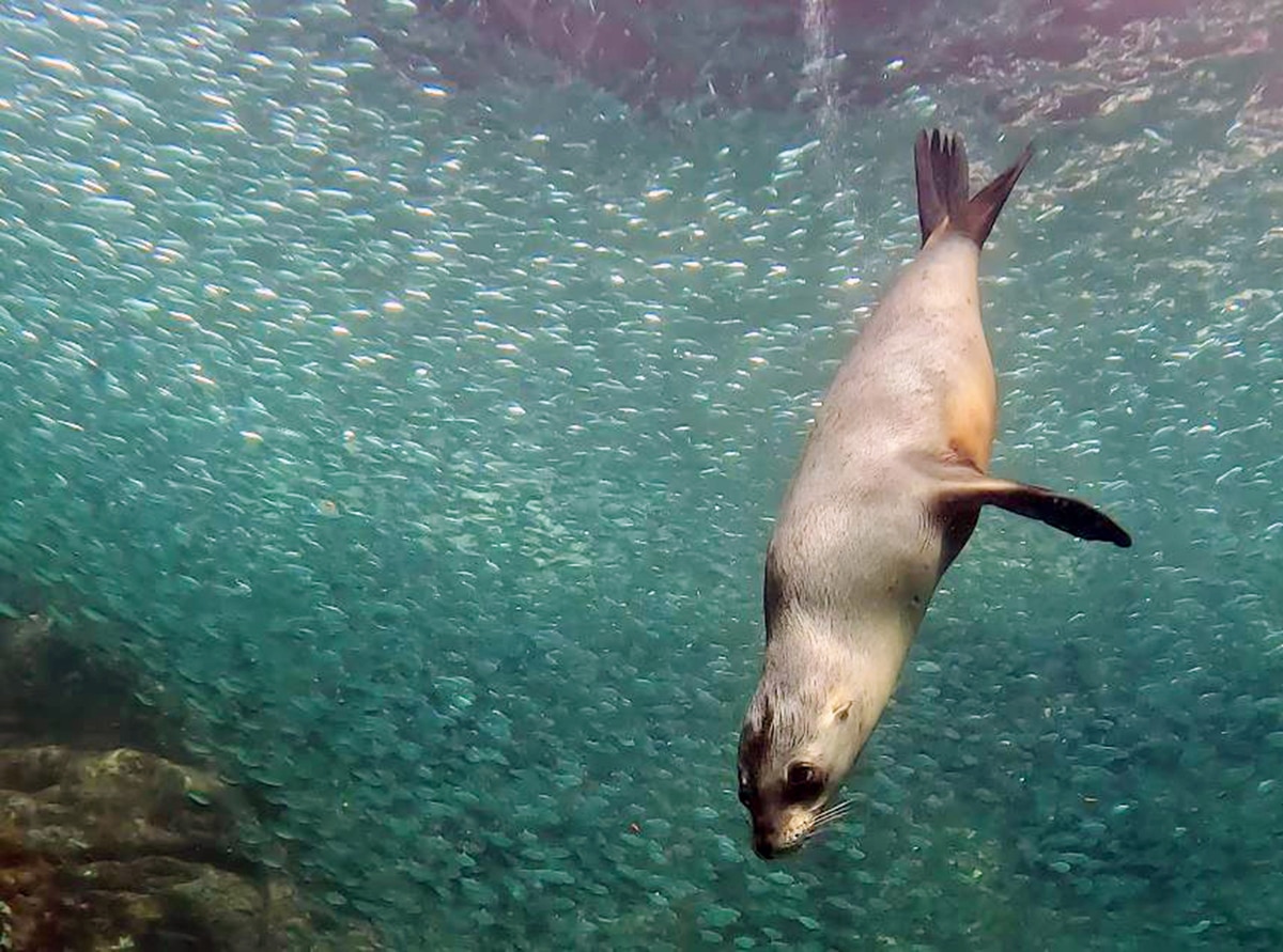 bucear en la paz baja california