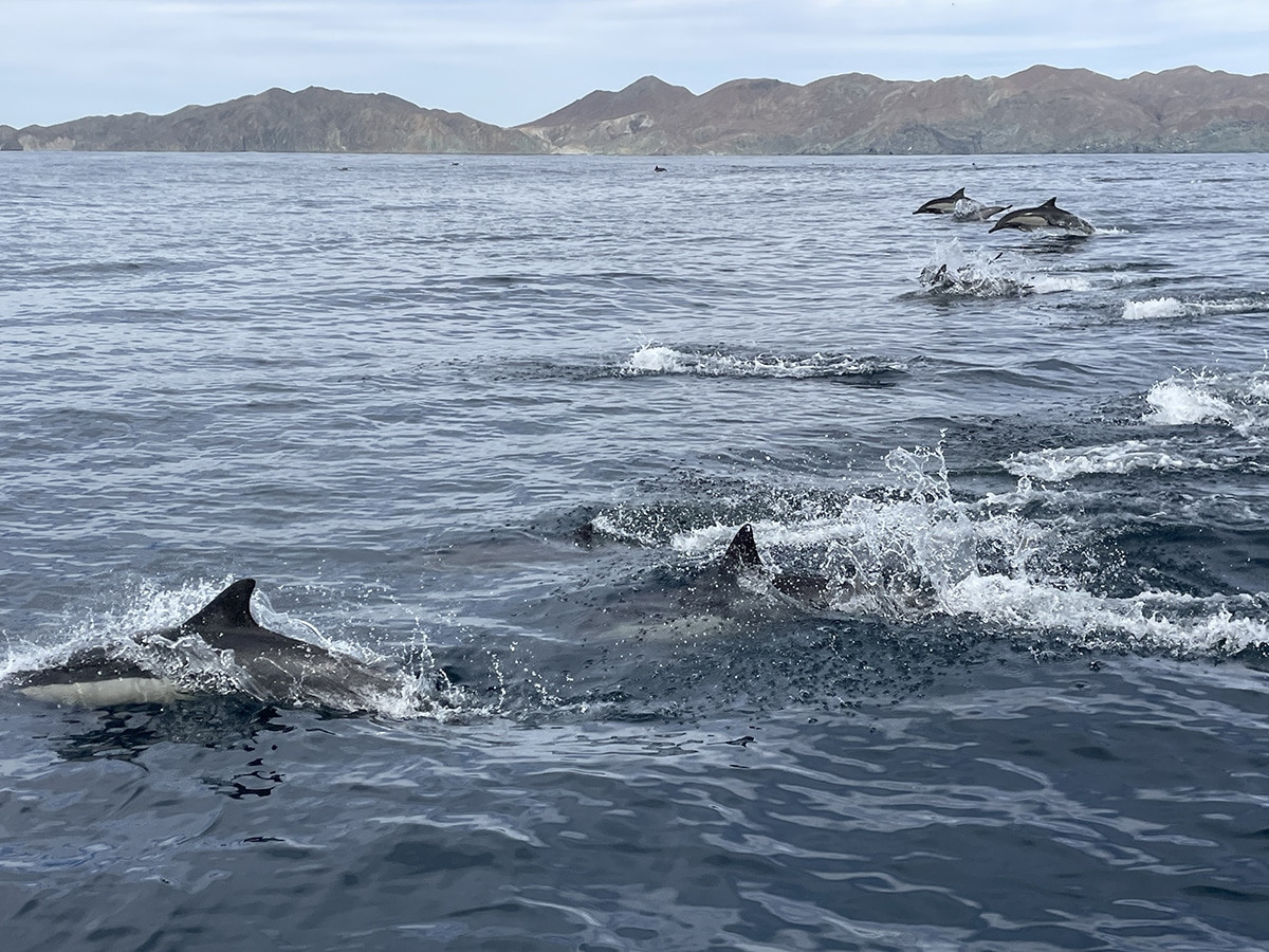 delfines