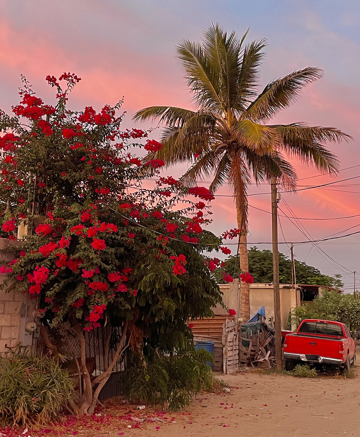 palmera y atardecer magbay