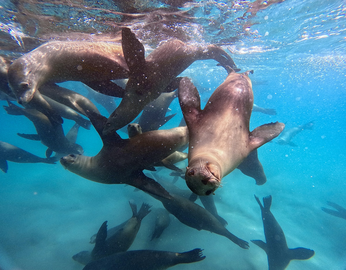 leones marinos baja california