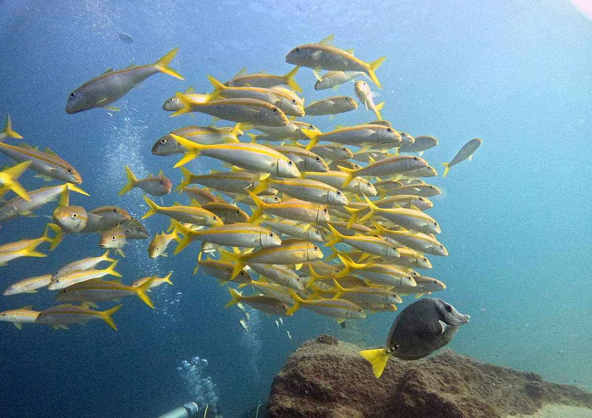bucear en cabo san lucas