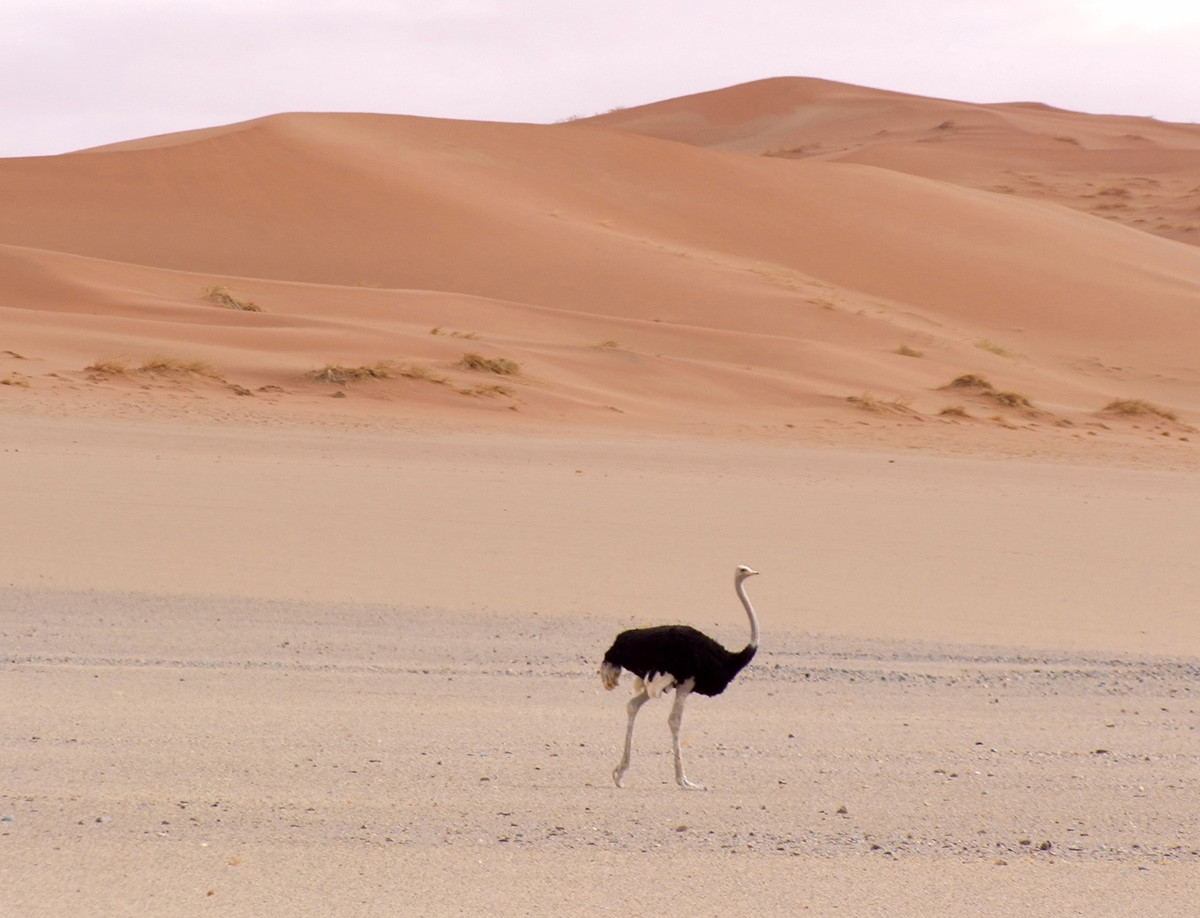avestruz namibia desierto del namib