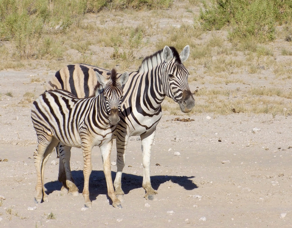 etosha national park namibia