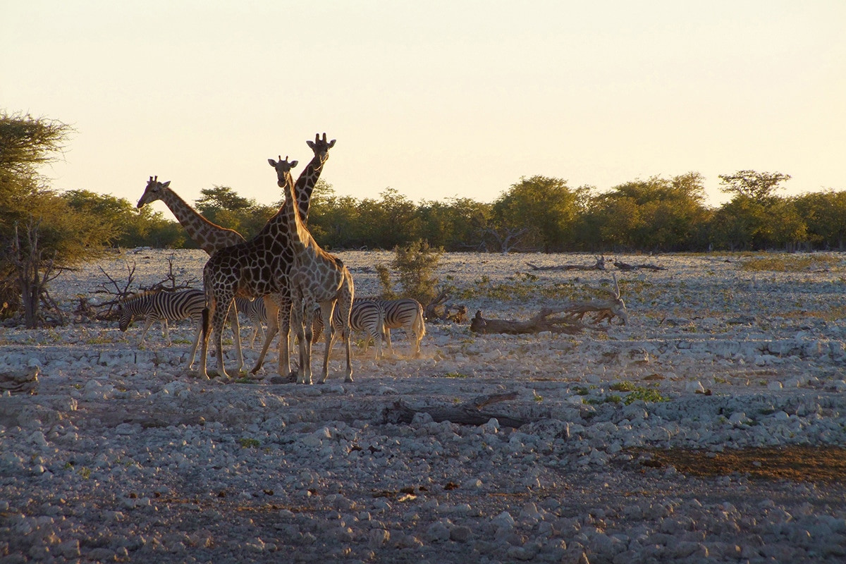 jirafas etosha national park namibia