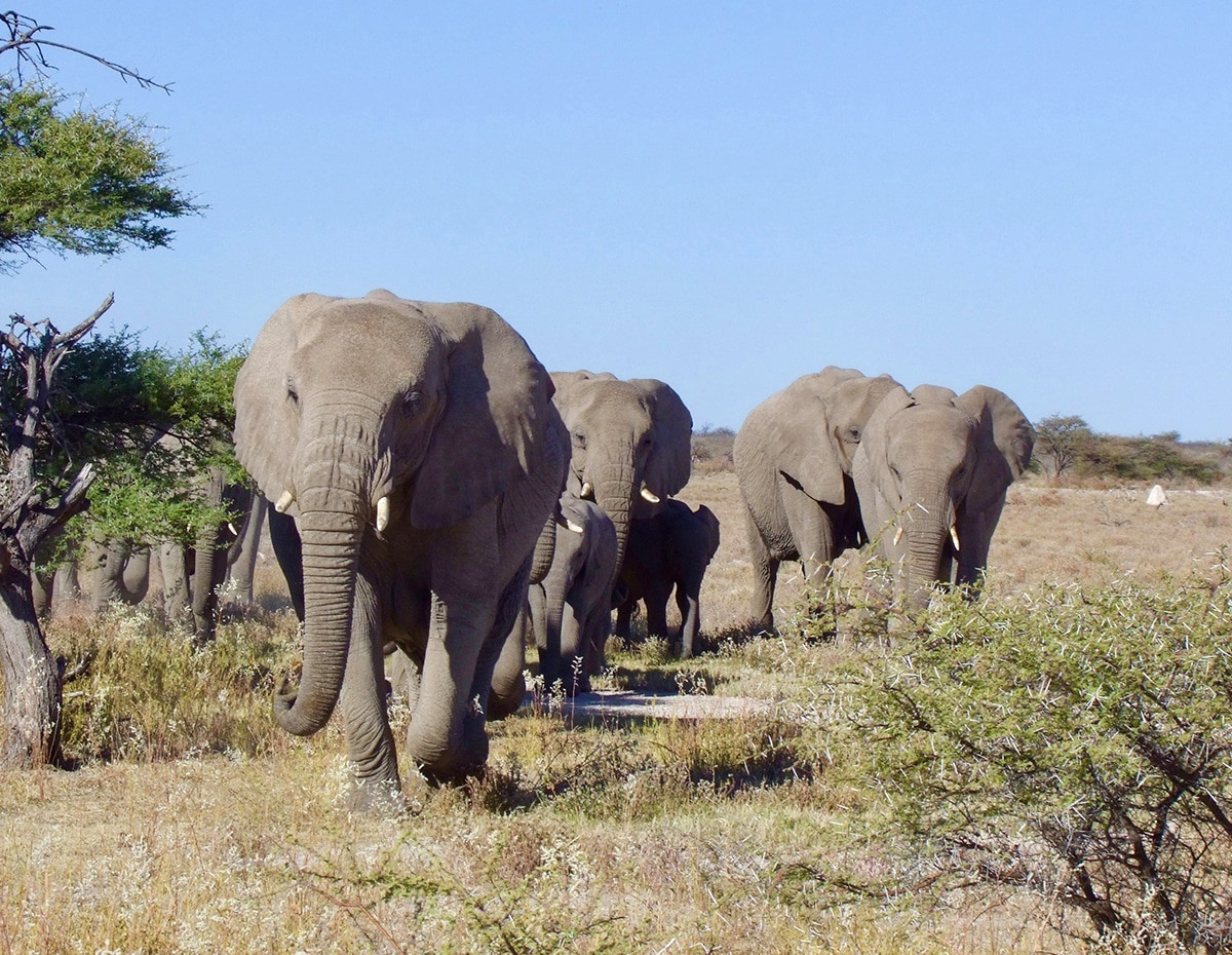 elefantes etosha national park