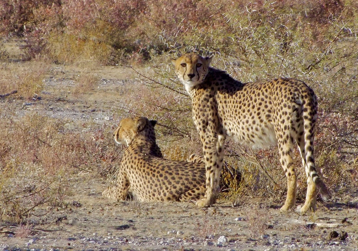 guepardos etosha national park