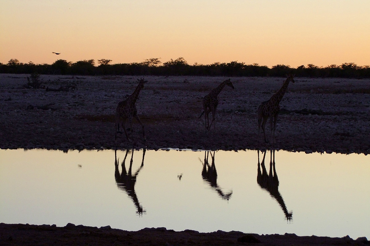 etosha national park atardecer