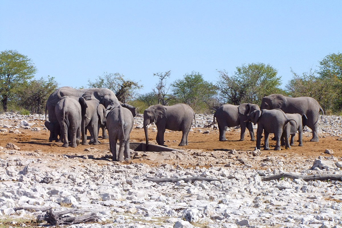 etosha national park elefantes