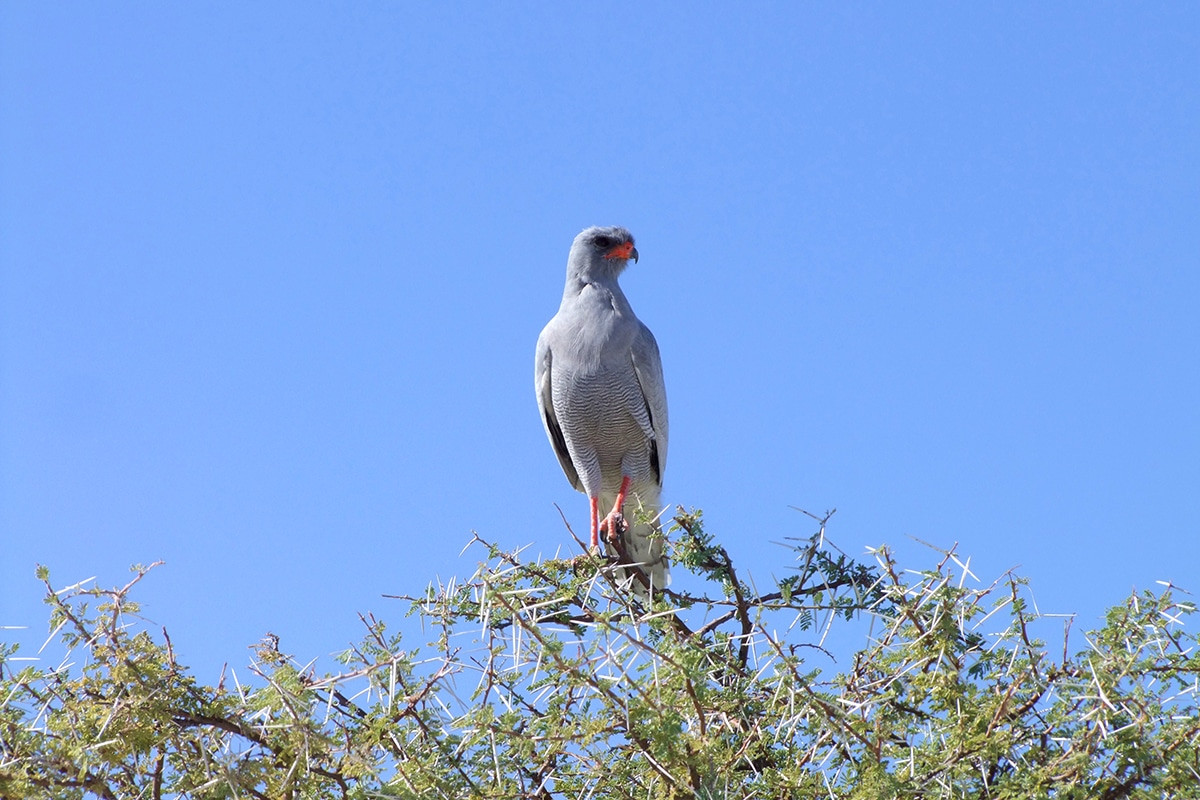 aves etosha national park