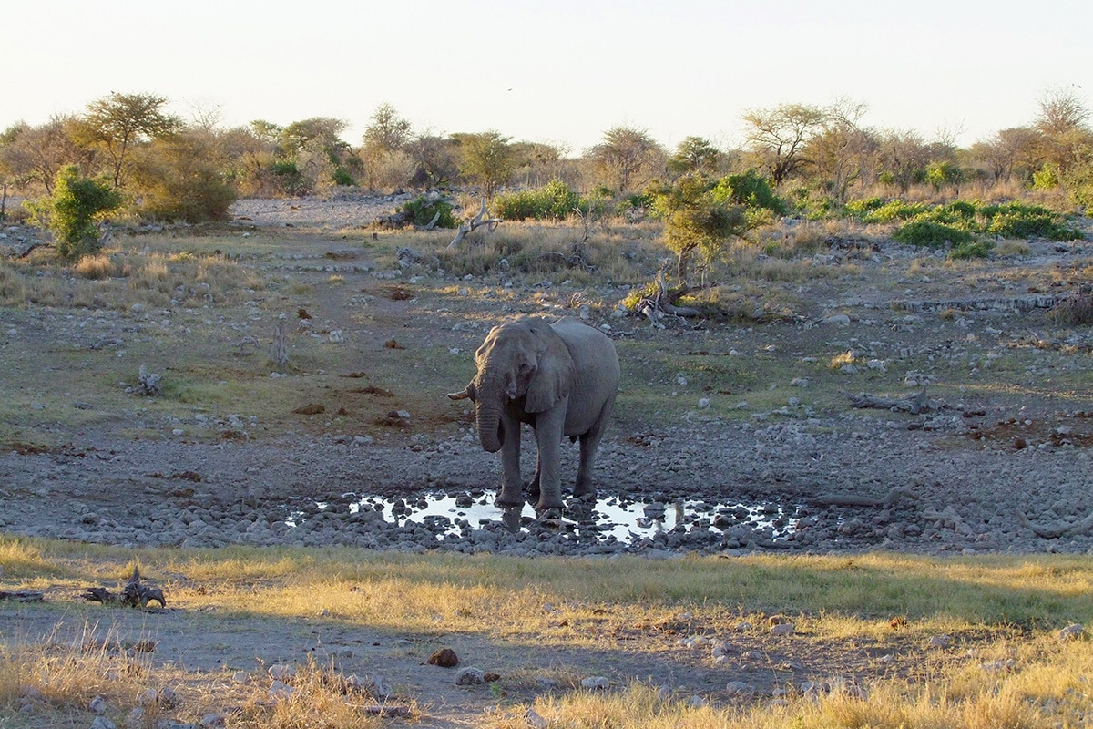 elefante bebiendo agua