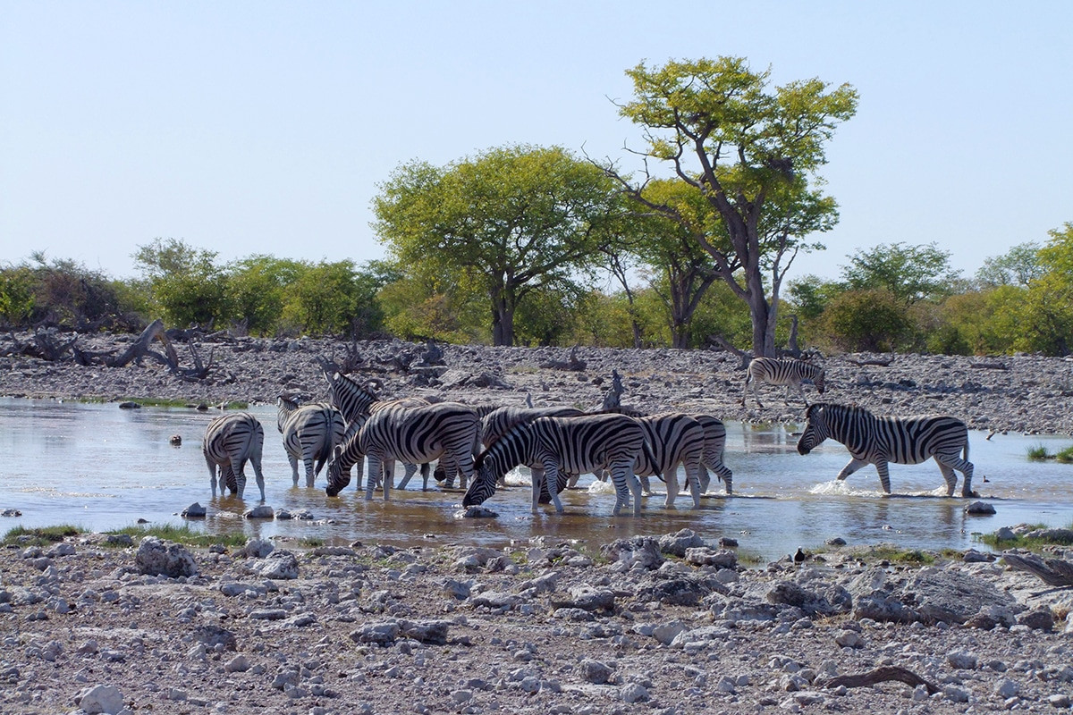 zebras bebiendo