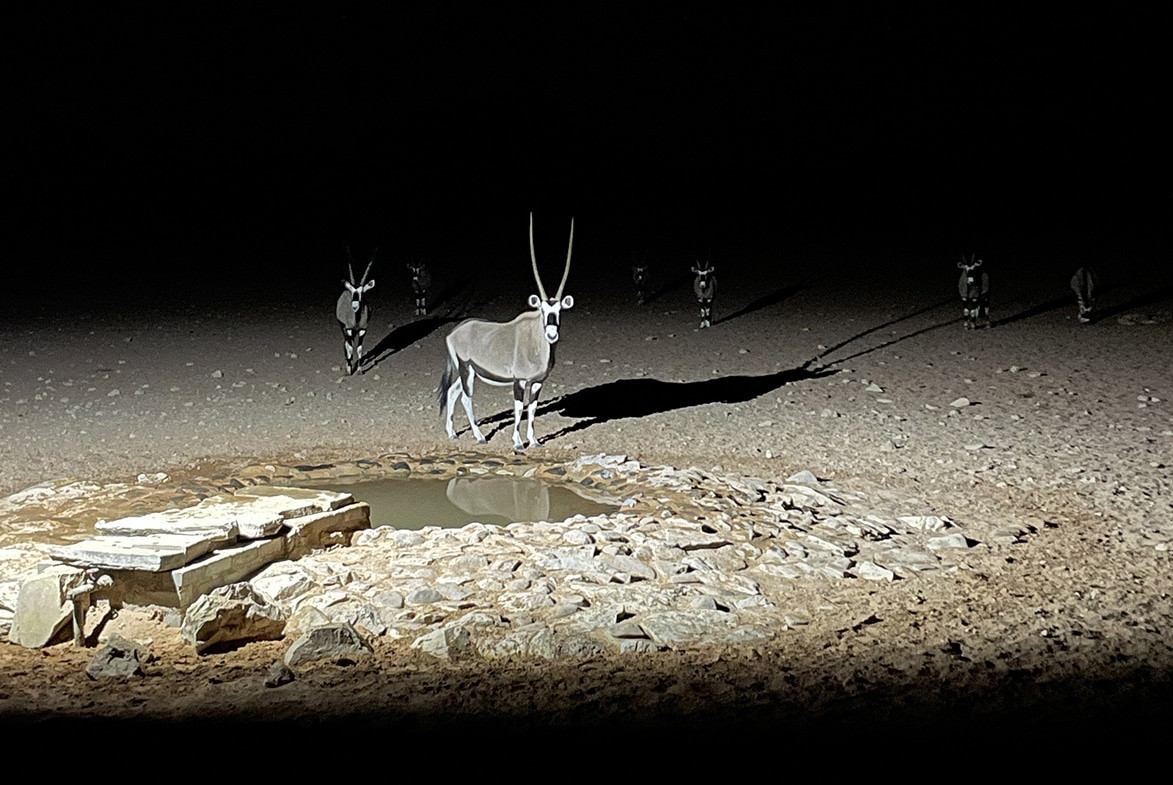 orix en namibia de noche