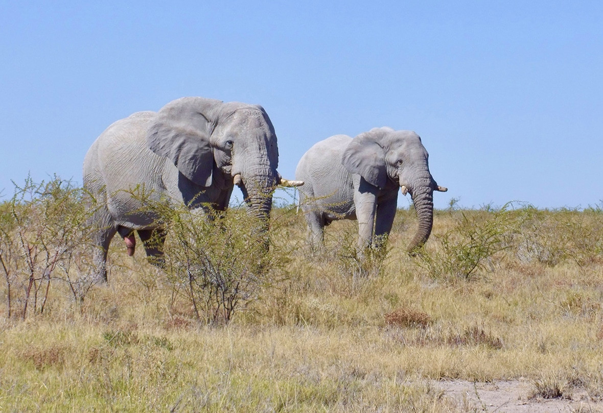 etosha national park safari por libre