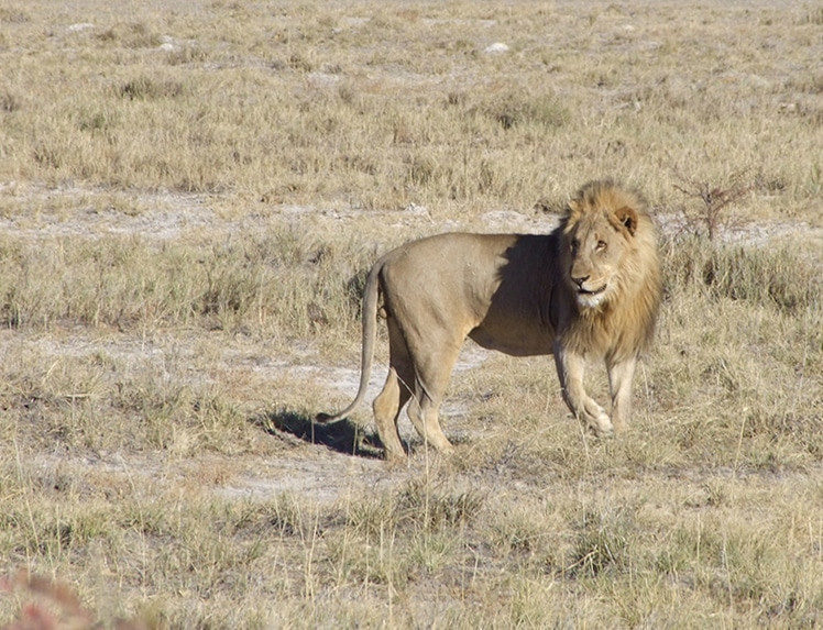 leon en etosha namibia