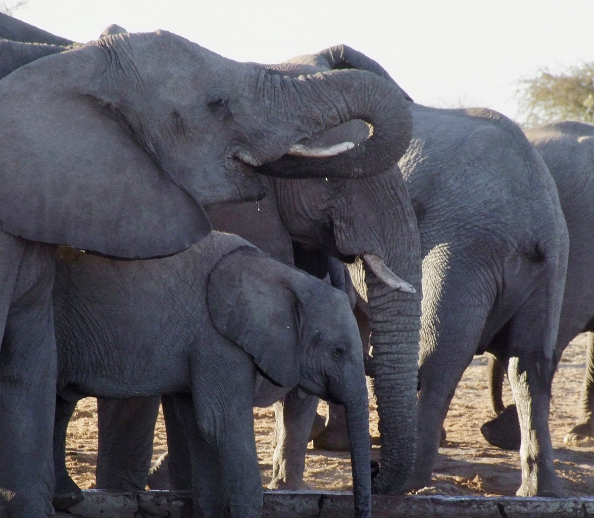 etosha national park elefantes