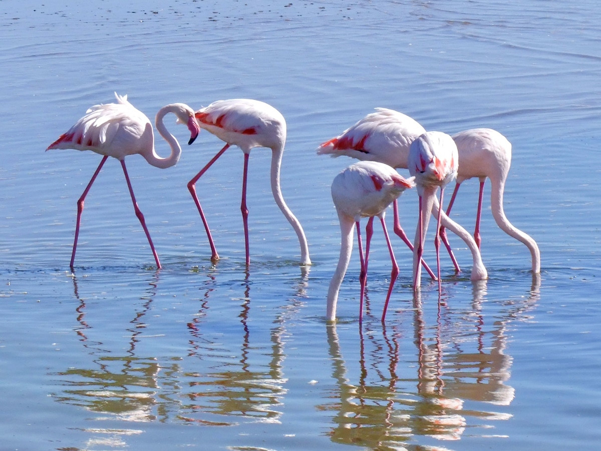 flamencos walvis bay namibia