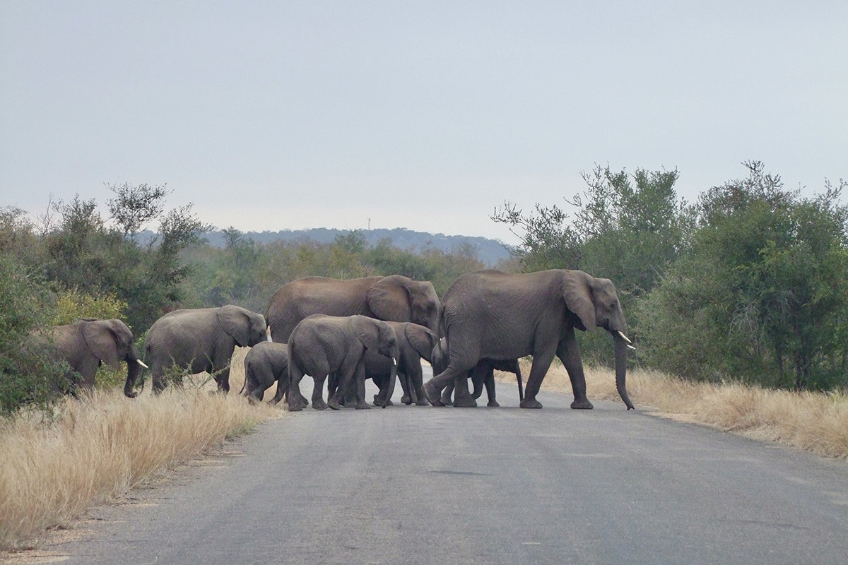 kruger por libre como visitar safari en sudafrica (1)