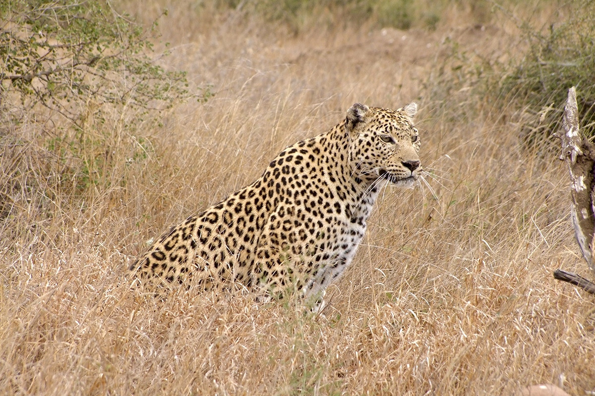 leopardo kruger
