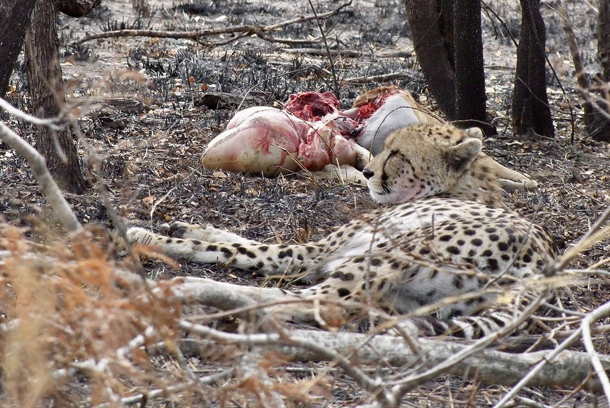 guepardo en el kruger