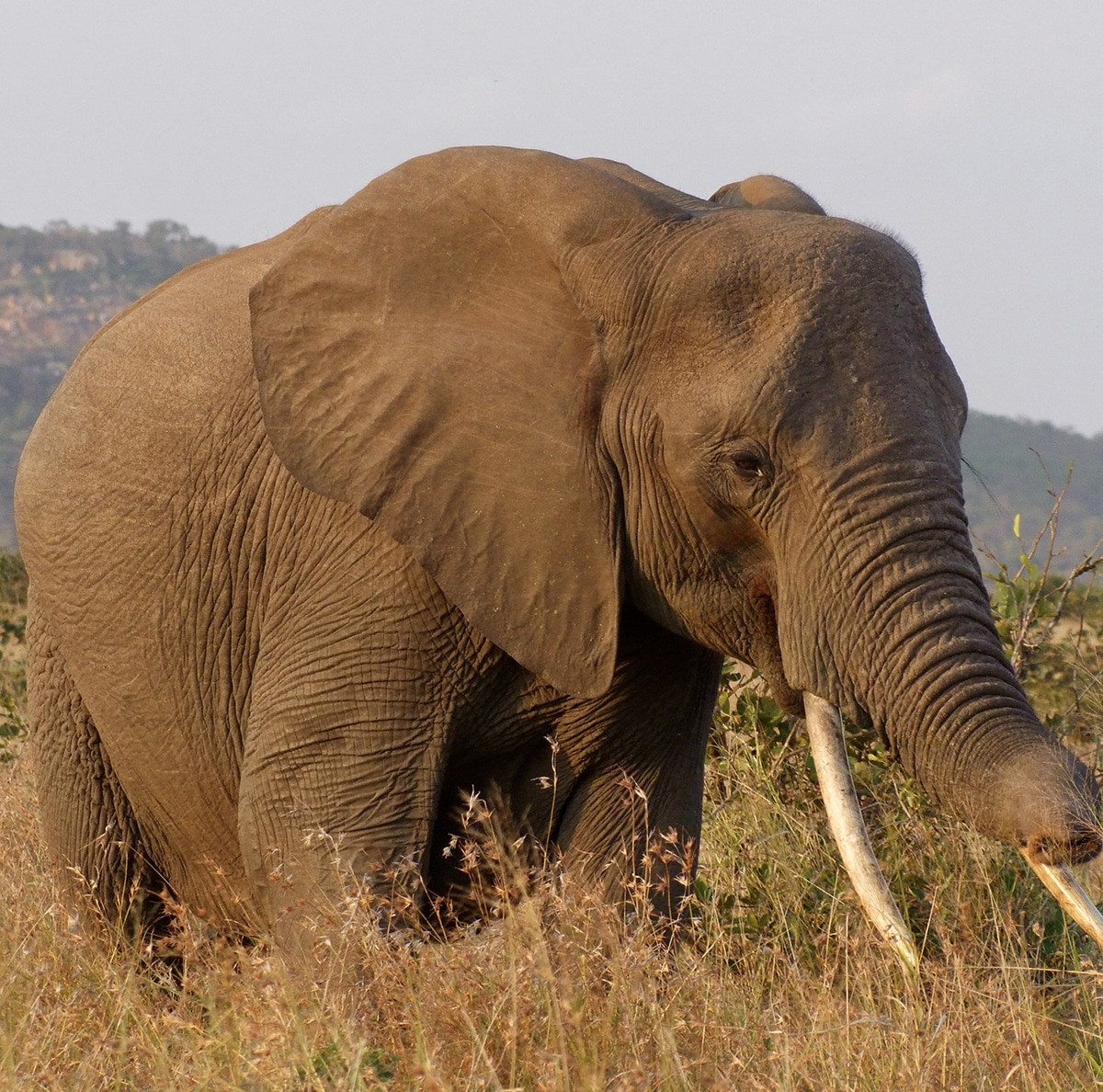elefante en el parque nacional kruger por libre