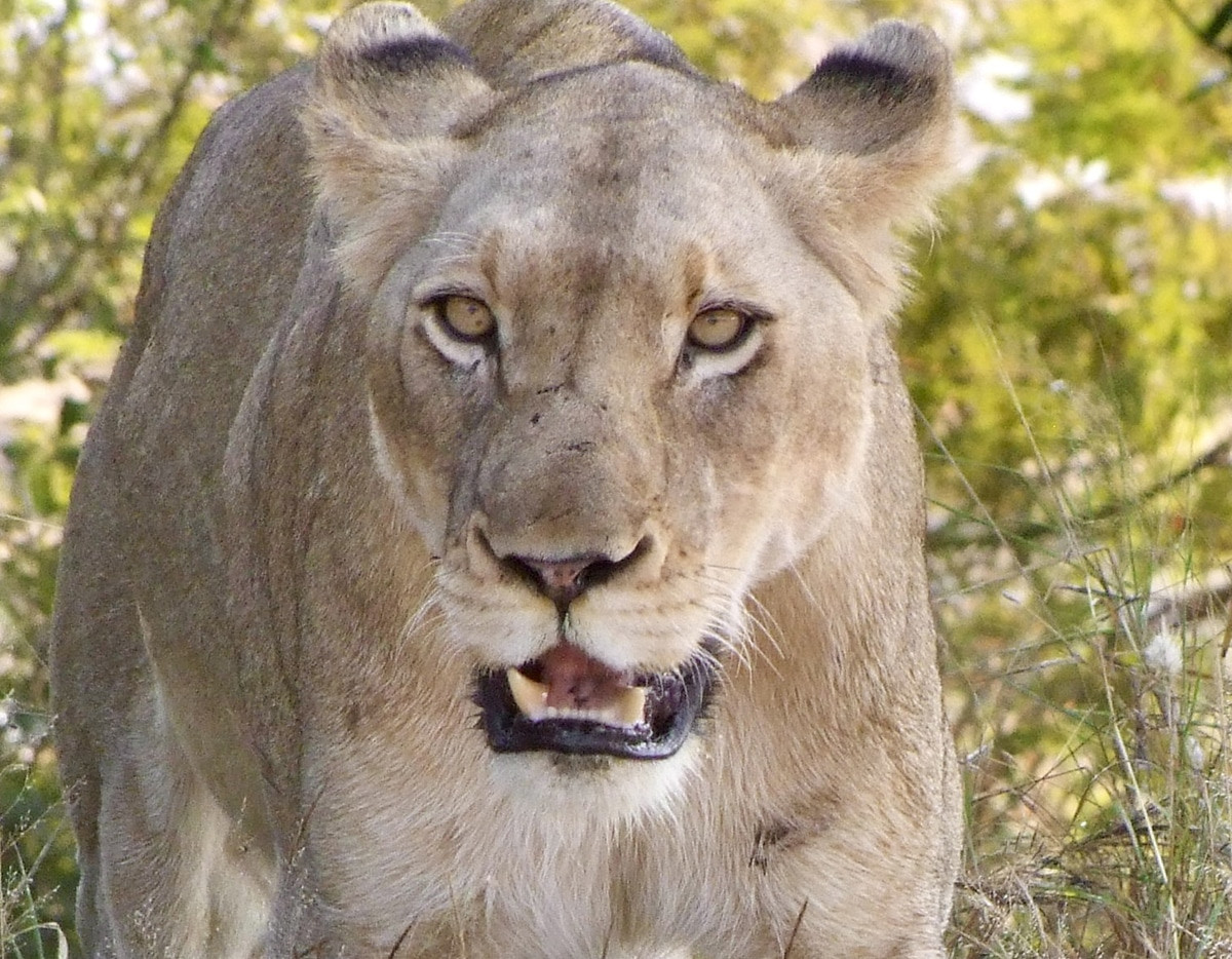 leon en el kruger