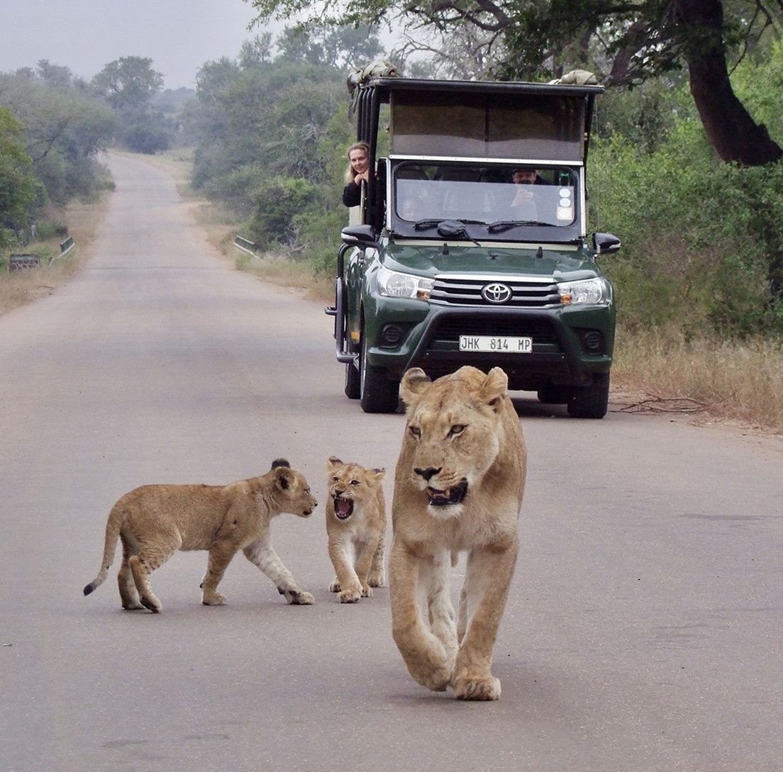 leones kruger por libre