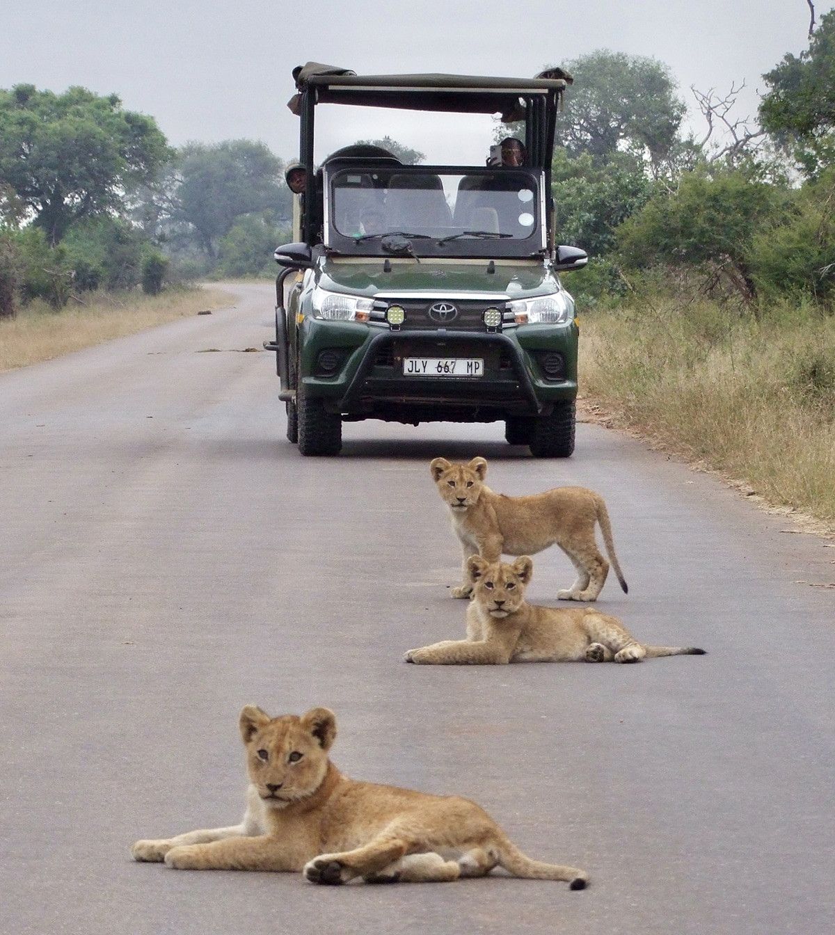 leones crias en el parque nacional kruger por libre