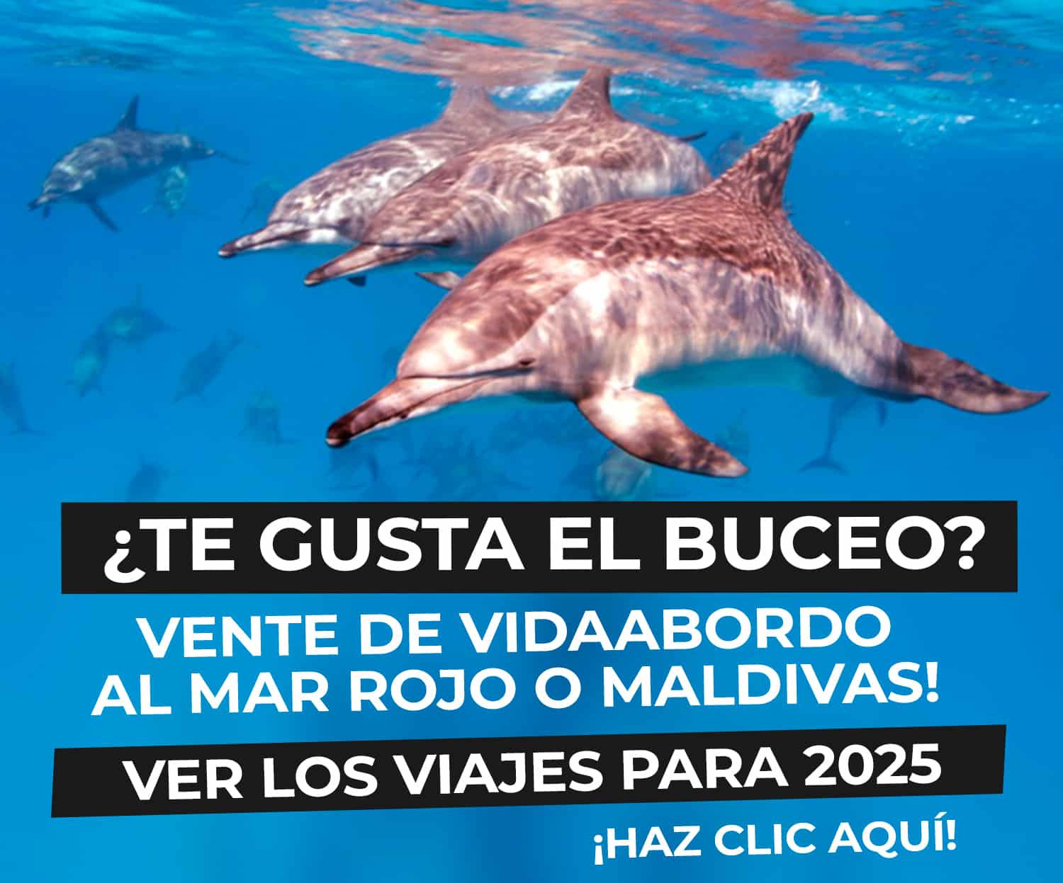 longimanus trips viajes de buceo en grupo