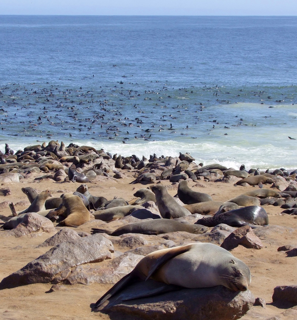cape cross focas