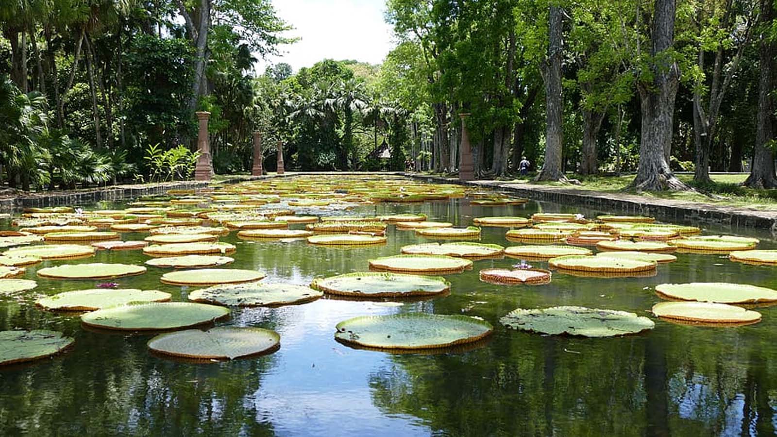  jardin botanico de pamplemousses