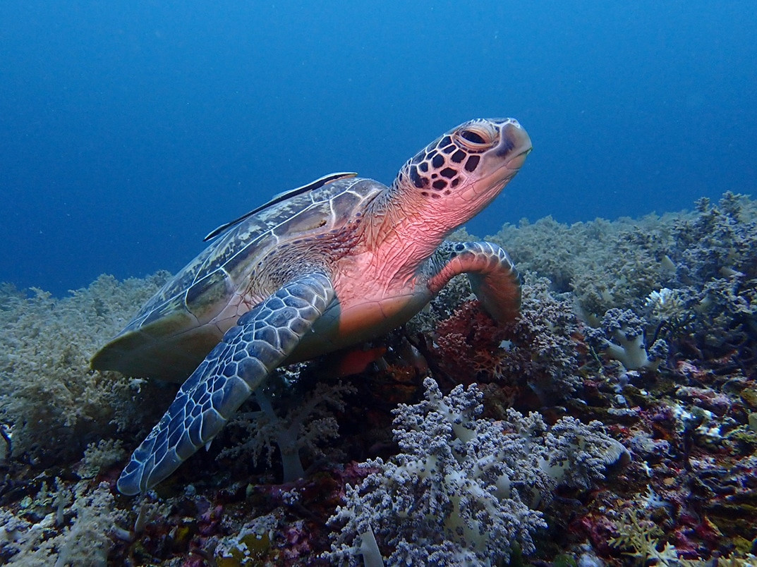 donde bucear en gili air con tortugas