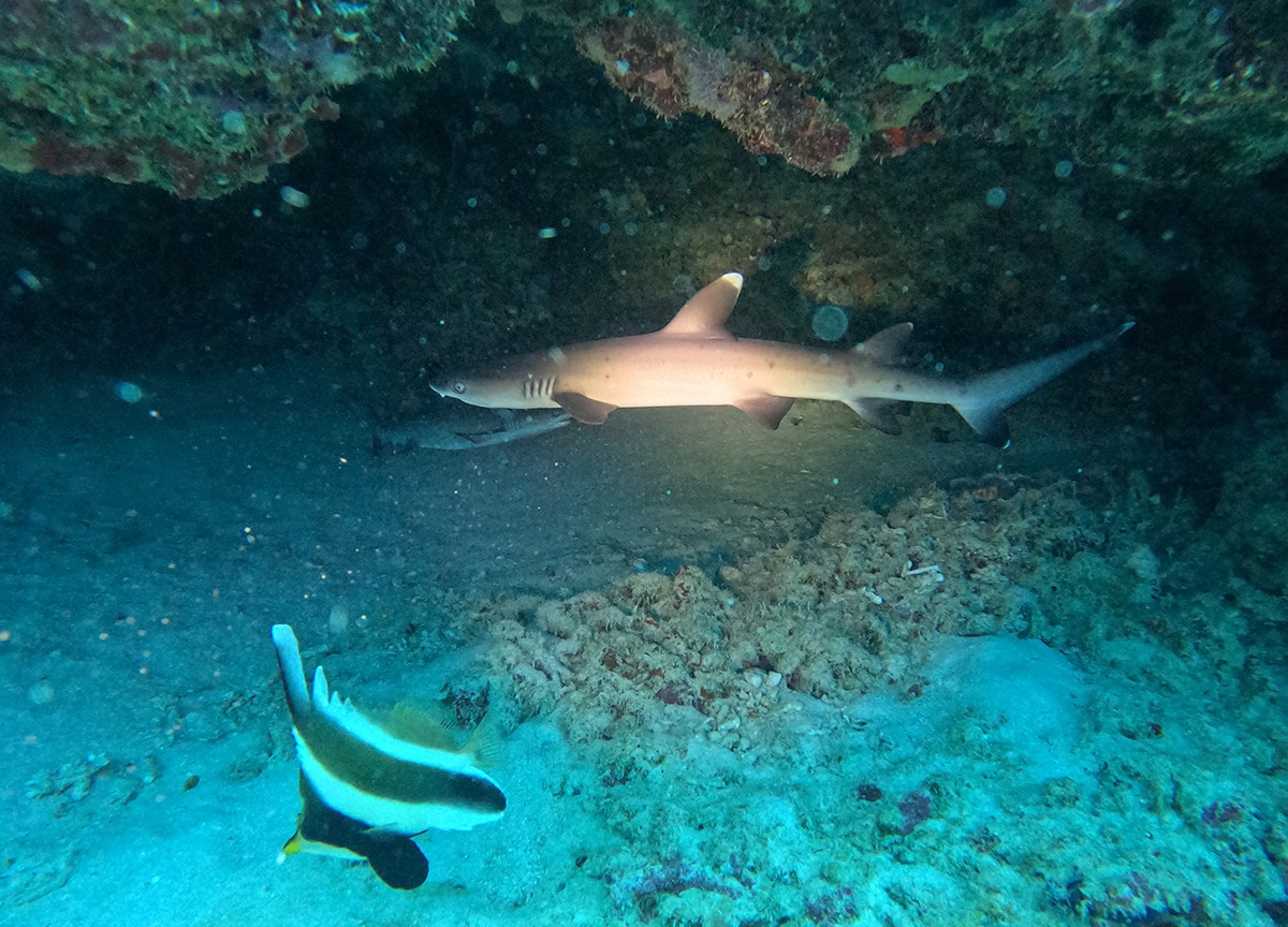 donde bucear en gili air con tiburones
