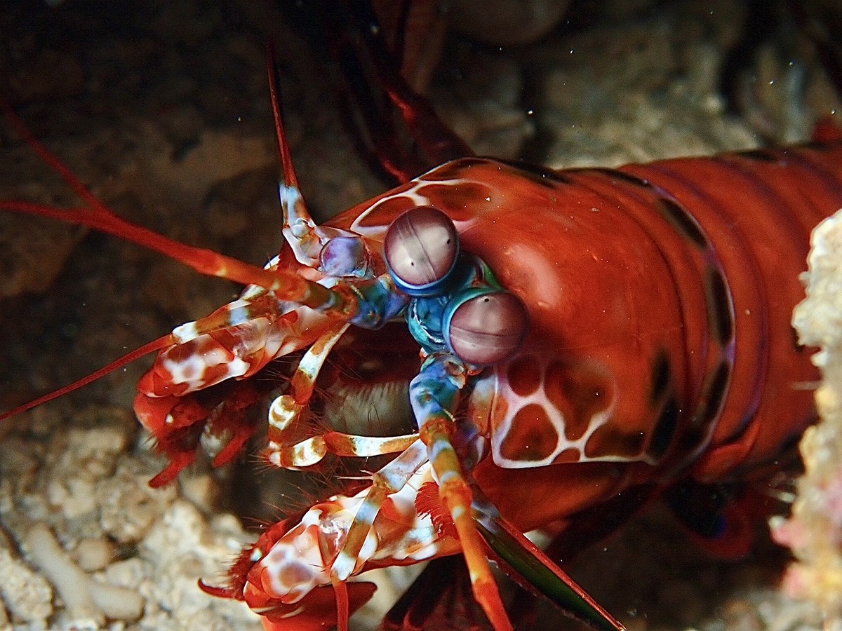 mantis shrimp donde bucear en nusa lembongan