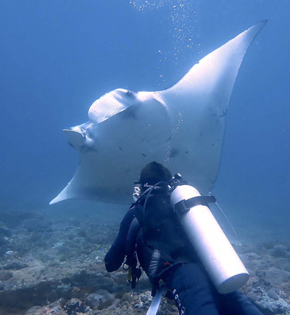 donde bucear con mantas en nusa lembongan o penida
