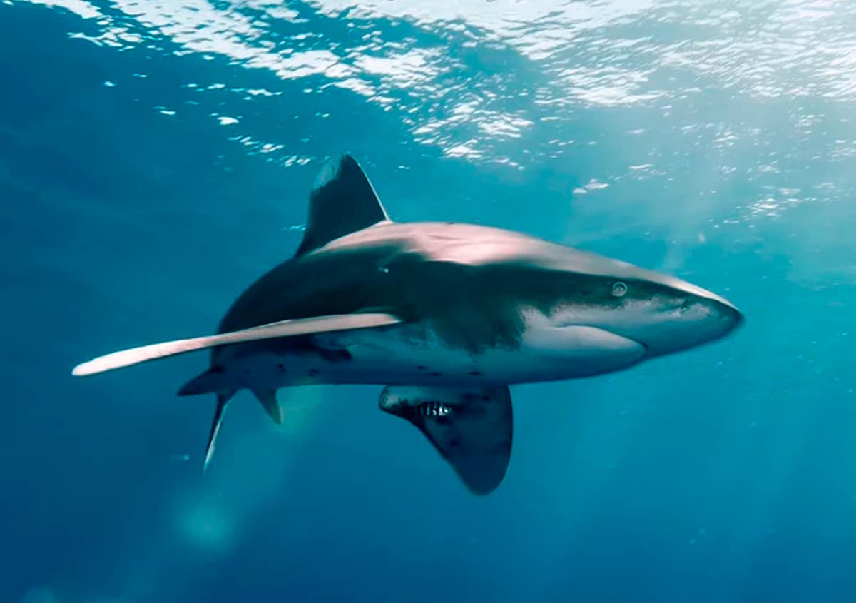 tiburones en polinesia francesa