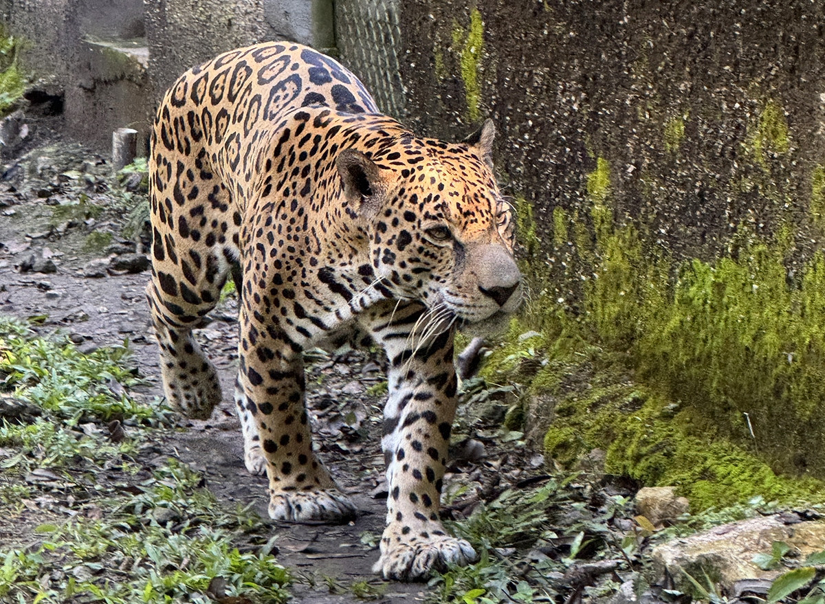 arca flores guatemala