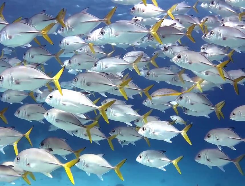 peces buceo san pedro belice