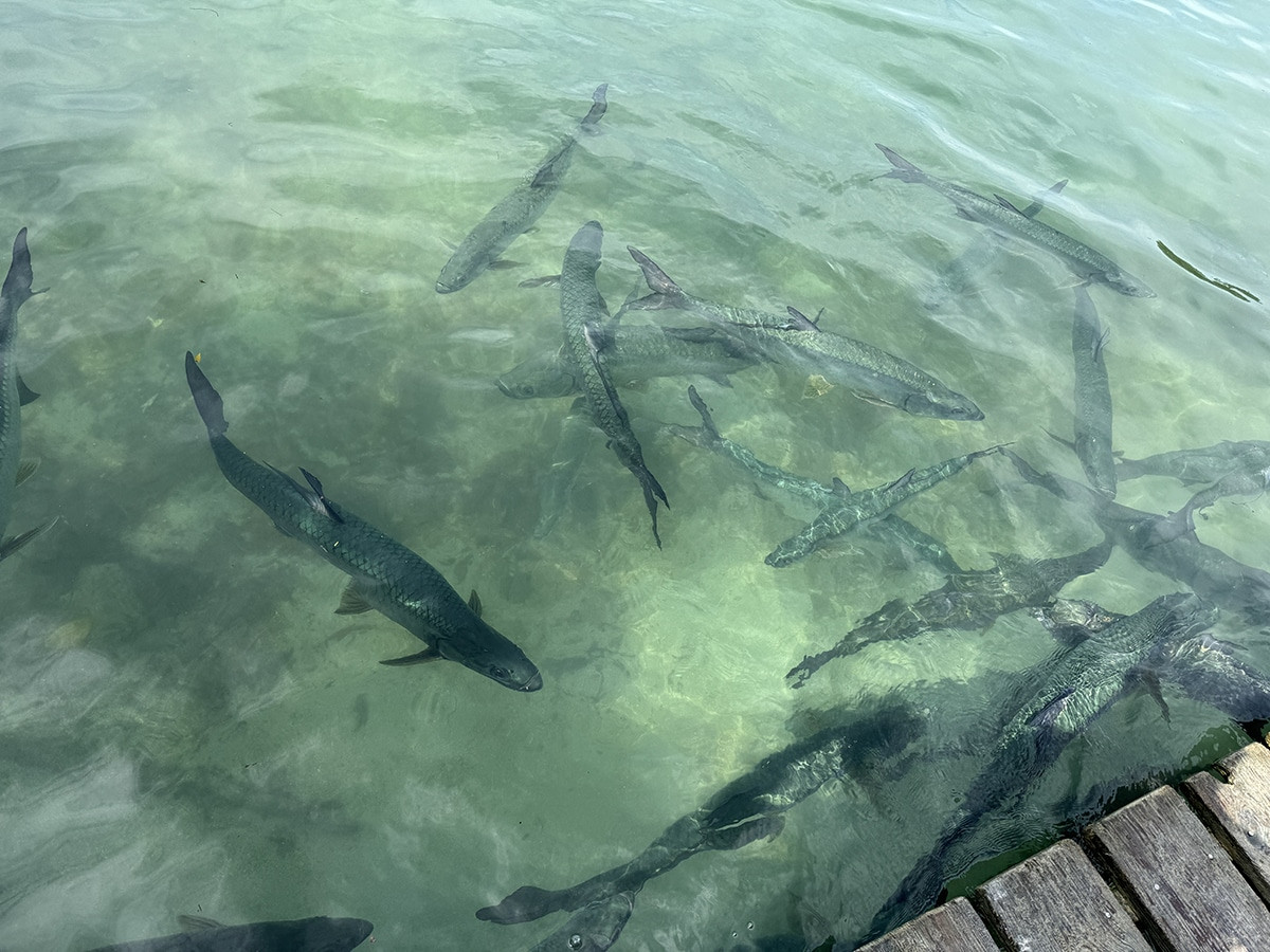 que hacer en cayo caulker en 3 días por libre, tarpones