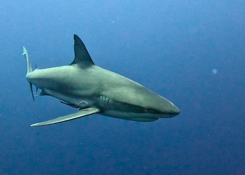 tiburón caribbean reef shark