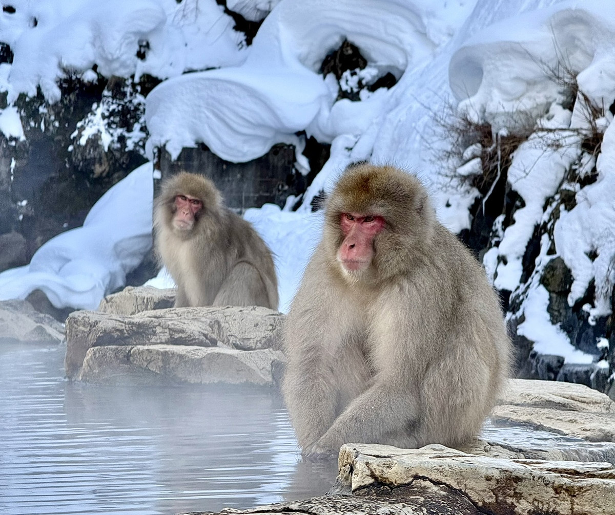 monos nieve en shiga kogen