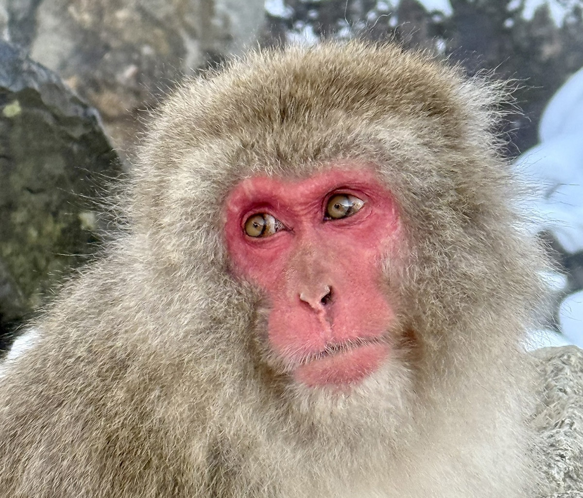 monos nieve en shiga kogen