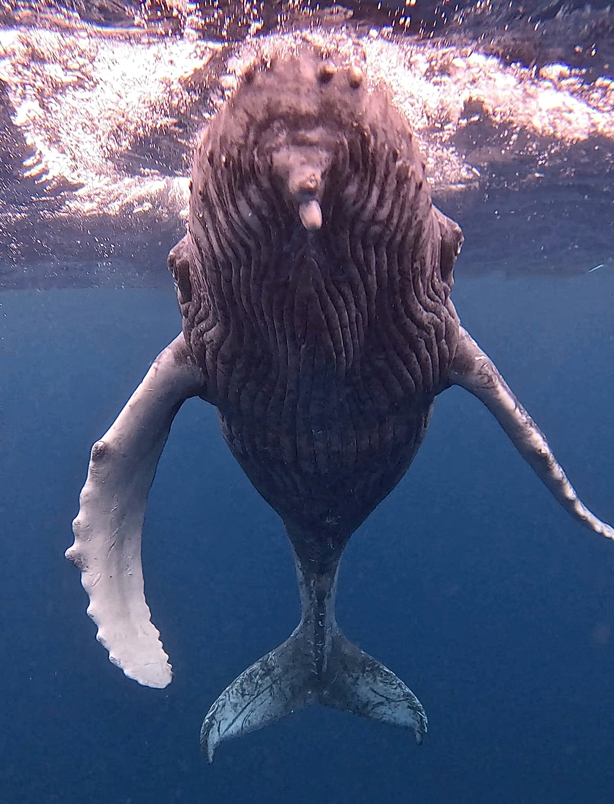 nadar con ballenas jorobadas en okinawa