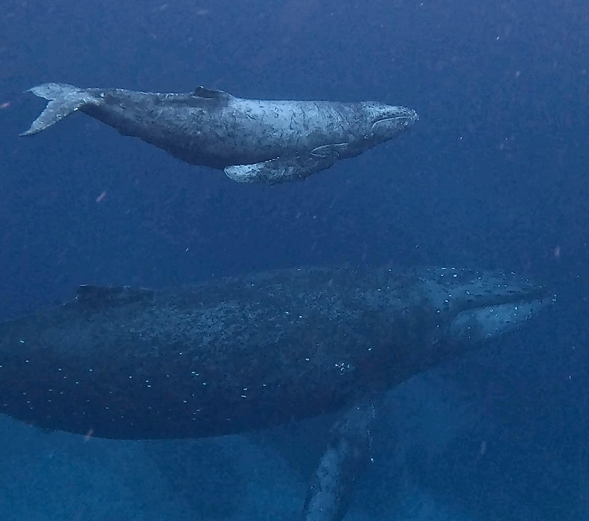 nadar con ballenas en okinawa