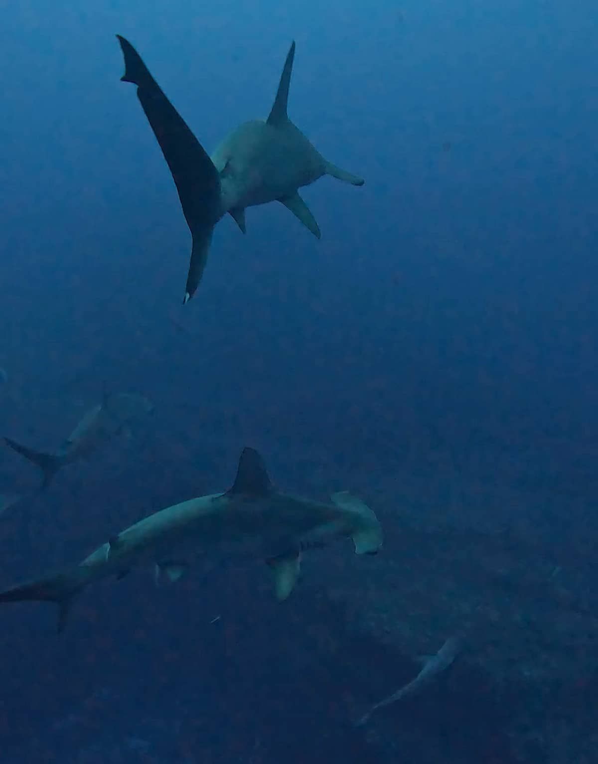 buceo en yonaguni