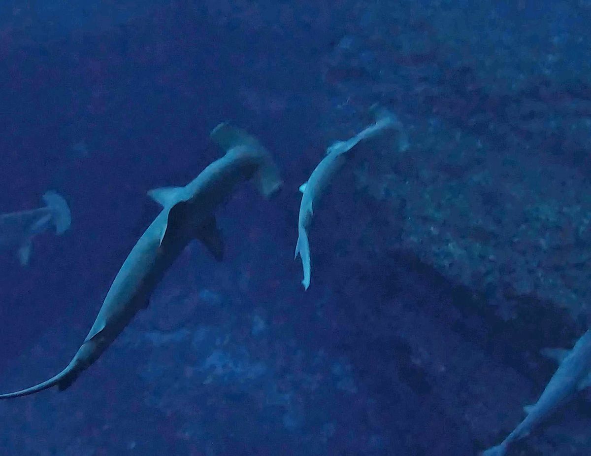bucear en yonaguni