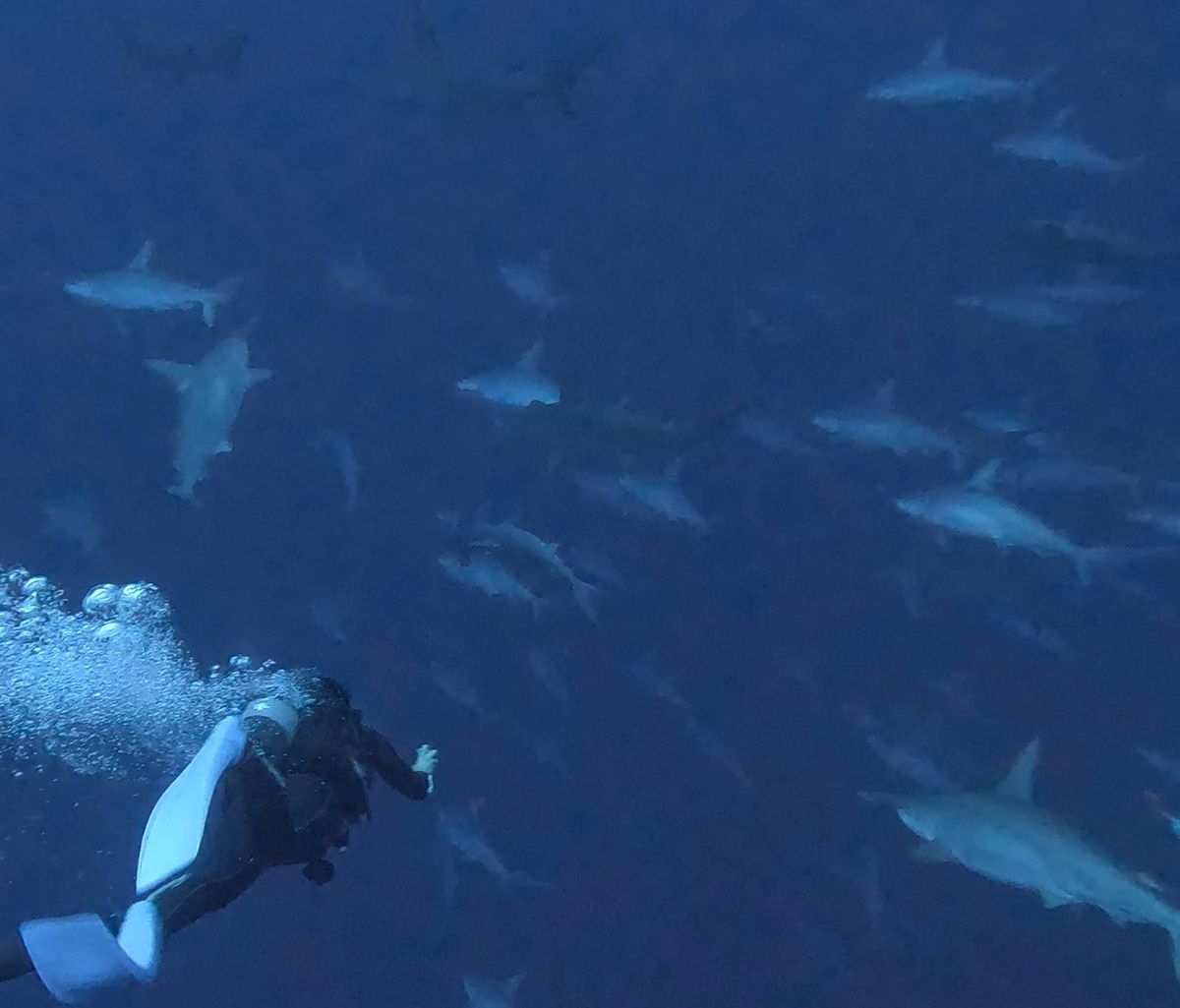 tioburones martillo en yonaguni